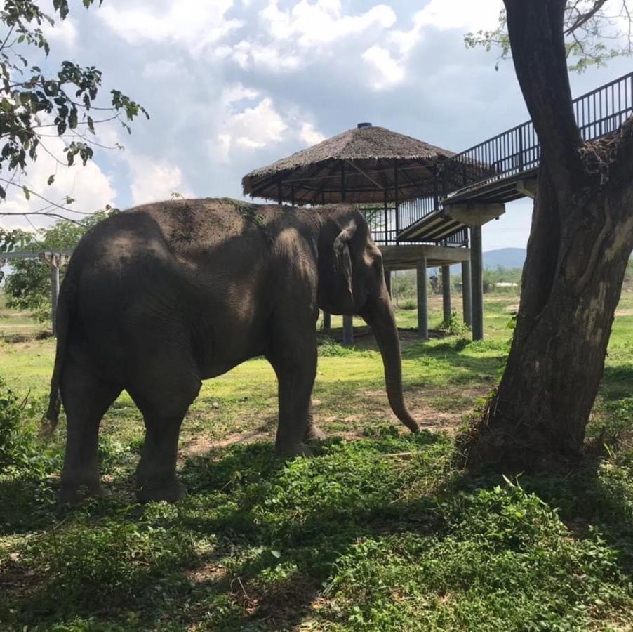 Elephant View Camp Ban Huai Thawai Luaran gambar