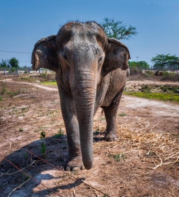 Elephant View Camp Ban Huai Thawai Luaran gambar